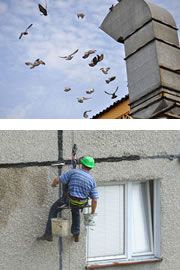 Taubenabwehr und Fassadenreinigung